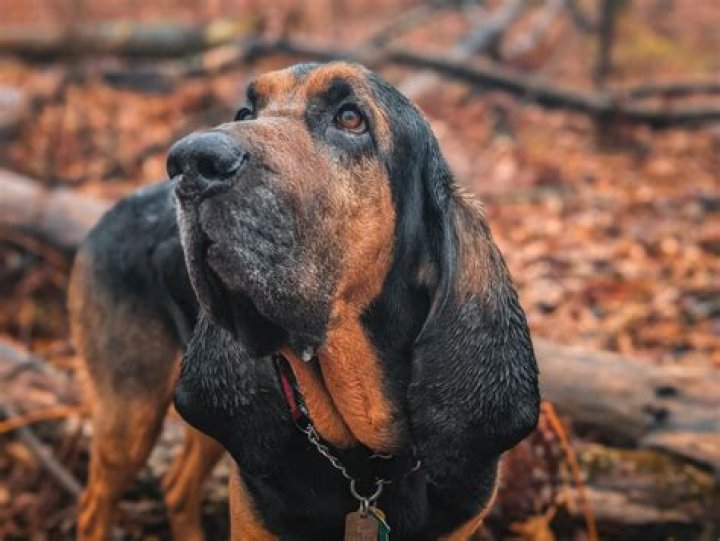 Bloodhound Lil Jeff Death Footage: The Truth Behind the Viral Hoax