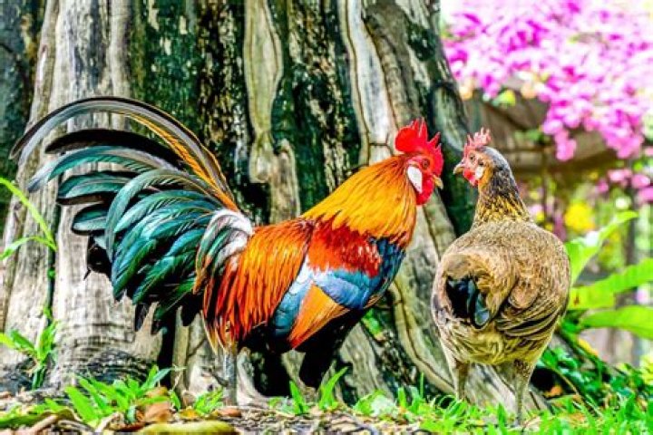 How to Successfully Fertilize Chicken Eggs: A Comprehensive Guide