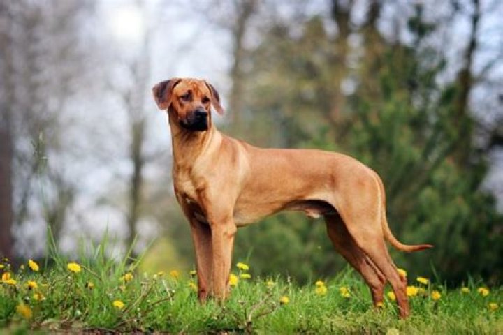 How to Train a Ridgeback Dog: A Comprehensive Guide