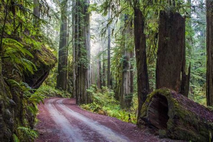 Jedediah Smith Redwood State Park: A Majestic Wilderness in California