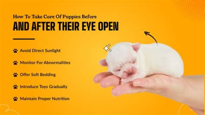 When Will Newborn Puppies Open Their Eyes: A Comprehensive Guide for Pet Owners