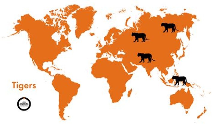 Where Do Tigers Live: A Comprehensive Exploration of Their Natural Habitats